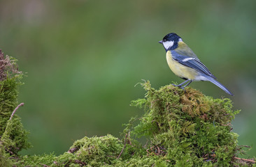 Mésange charbonnière