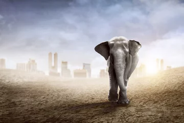 Papier Peint photo Lavable Éléphant Éléphant de Sumatra à pied dans le désert