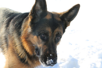 German shepherd dog on snow in winter day