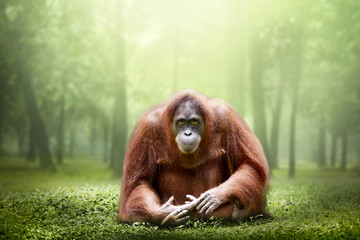 Female orangutan alone in the jungle - obrazy, fototapety, plakaty