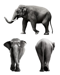 Set of sumatran elephant image