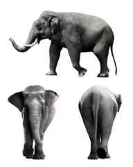 Crédence de cuisine en verre imprimé Éléphant Set of sumatran elephant image