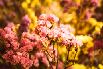 Fresh flowers still life - Stock Image