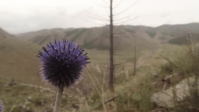 Globular Spherical Mountain Lilac Flower Close up