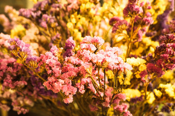 Fresh flowers still life - Stock Image