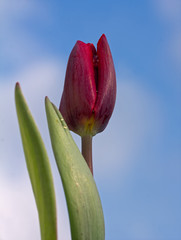 Weinrote Tulpe vor blauem Himmel