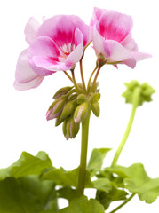 magenta geranium isolated