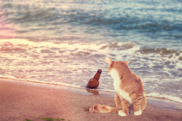 Fototapeta na wymiar kitten on the beach