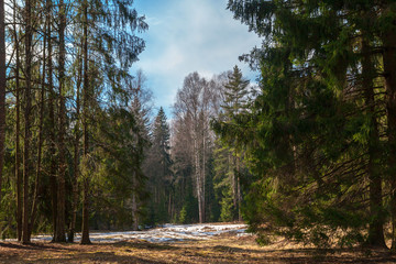 Spring landscape in the Pavlovsk