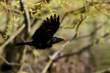 Carrion Crow 