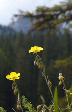 Detail of two yellow flowers with a forest on background
