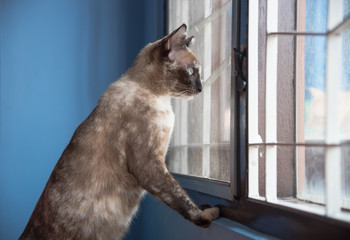 Black Cat feel lonely on window.