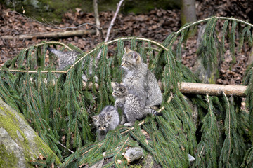 Wildkatze