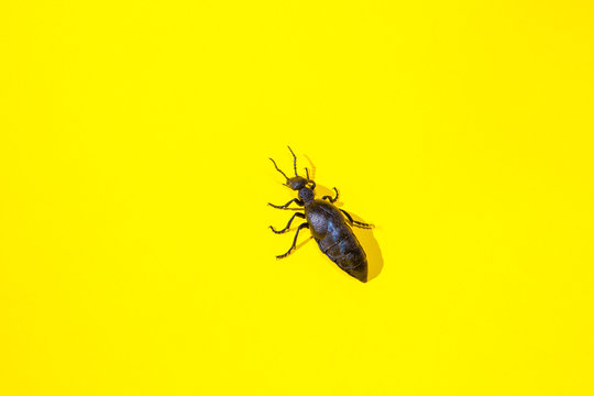 black poisonous beetle