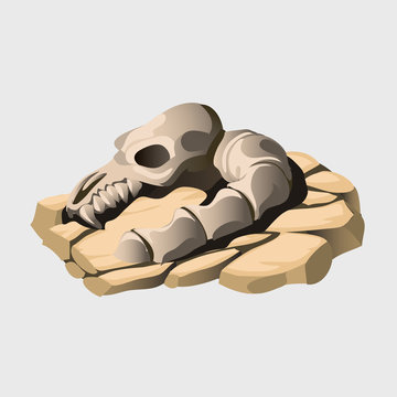Skeleton of an ancient animal on the stone