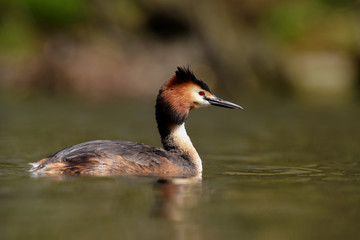 Great Crested Grebe, Podiceps cristatus