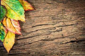 Naklejka na ściany i meble Beautiful fallen autumn leaves with wood background
