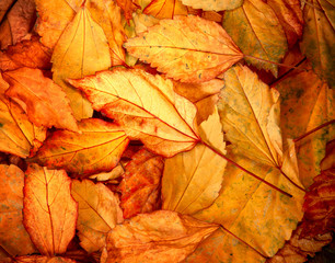 Naklejka na ściany i meble Beautiful fallen autumn leaves background