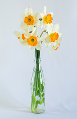 Flowers daffodils in a glass vase