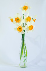 Flowers daffodils in a glass vase