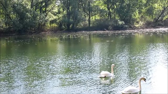Cigni sul fiume Adda, Lombardia