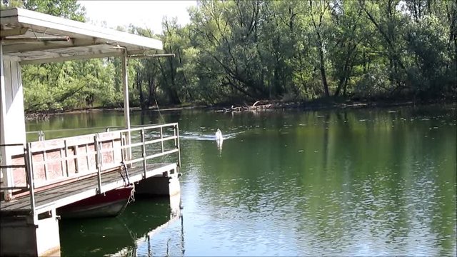 Parco Adda, i cigni
