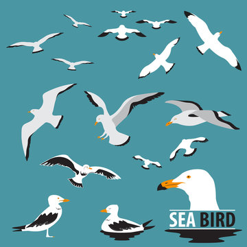 Set of Sea Bird and Seagull Vector