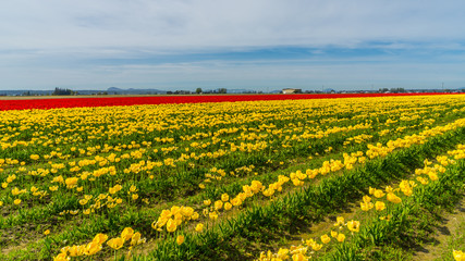 Yellow field of tulips. Beautiful tulips in the spring. Bright colors of natural flowers. 