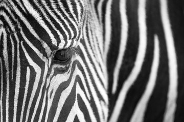 Fototapeta na wymiar Grevy's Zebra (Equus grevyi) portrait, close up, Spain.