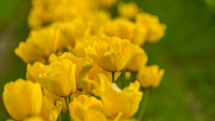 Rows of bright yellow tulips in a field. Beautiful tulips in the spring. Variety of spring flowers blooming on fields.