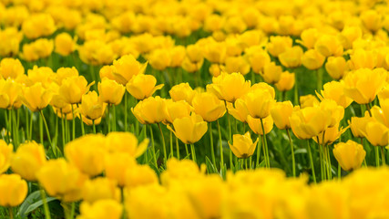 Yellow field of tulips. Beautiful tulips in the spring. Bright colors of natural flowers. 