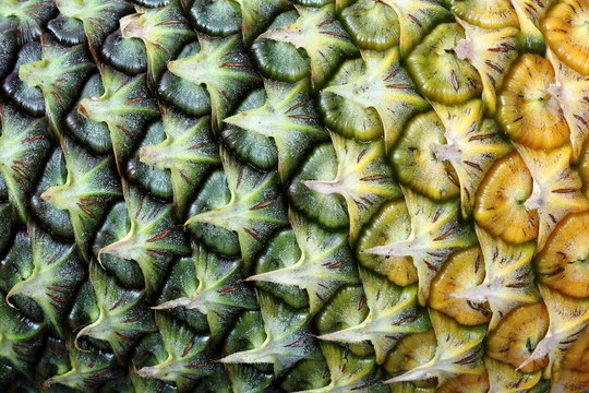 Abstract Close-up Texture Details Background of Pineapple Fruit Skin