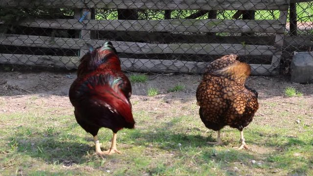 Hen and Rooster Wyandotte preen themselves