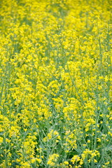 Fototapeta premium Rape flower