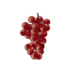 Red grapes. Vector illustration.