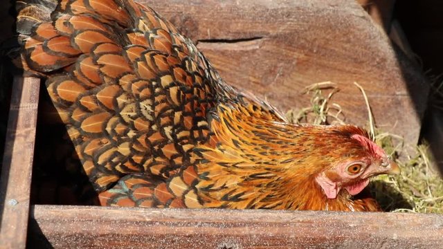 Hen Wyandotte broods in spring