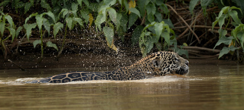 Pantanal do norte. Under en lång tid och distans färdas jag bredvid den simmande jaguarhonan..Foto: Jan Fleischmann