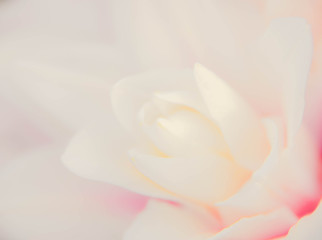 Obraz premium abstract nature flower background