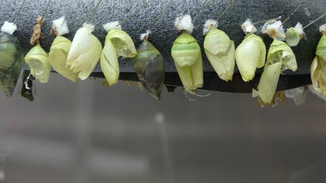 Empty butterlies cocoons