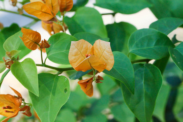 Close up of orange Bougainvillea flower in the garden