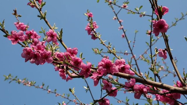 Rosa nectarine blossoms under blue sky in the spring