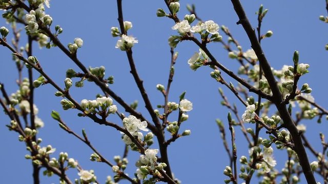 Plum blossoms, Reneclode white blossoms under blue sky 
