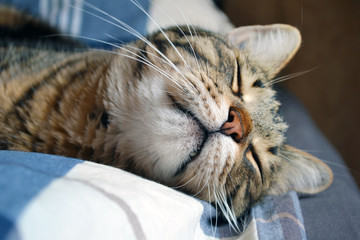 sleeping tabby cat
