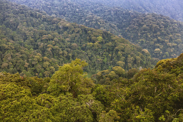 A top view of the Rwanda rainforests creates a nice scene. There has been a great genocide 22 years ago in Rwanda.
