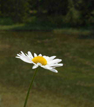 Blossom of Daisy