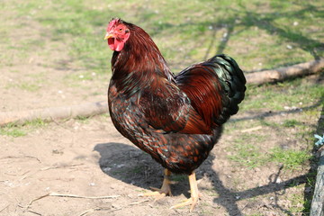 Wyandotte Rooster