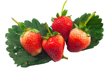 Close up of four Red Strawberry on strawberry leaf
