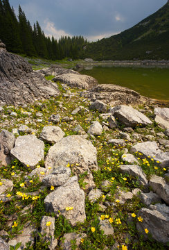 Mountain Lake with Yellow Flowers on Foreground