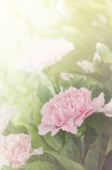 Soft focus pink Carnation lowers