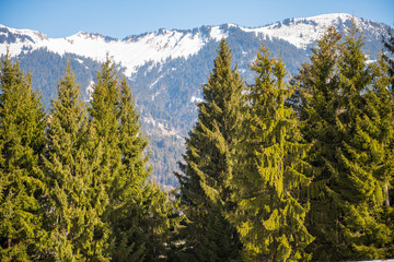 Obraz premium alpine Schneeberge mit grünen Tannen im Vordergrund